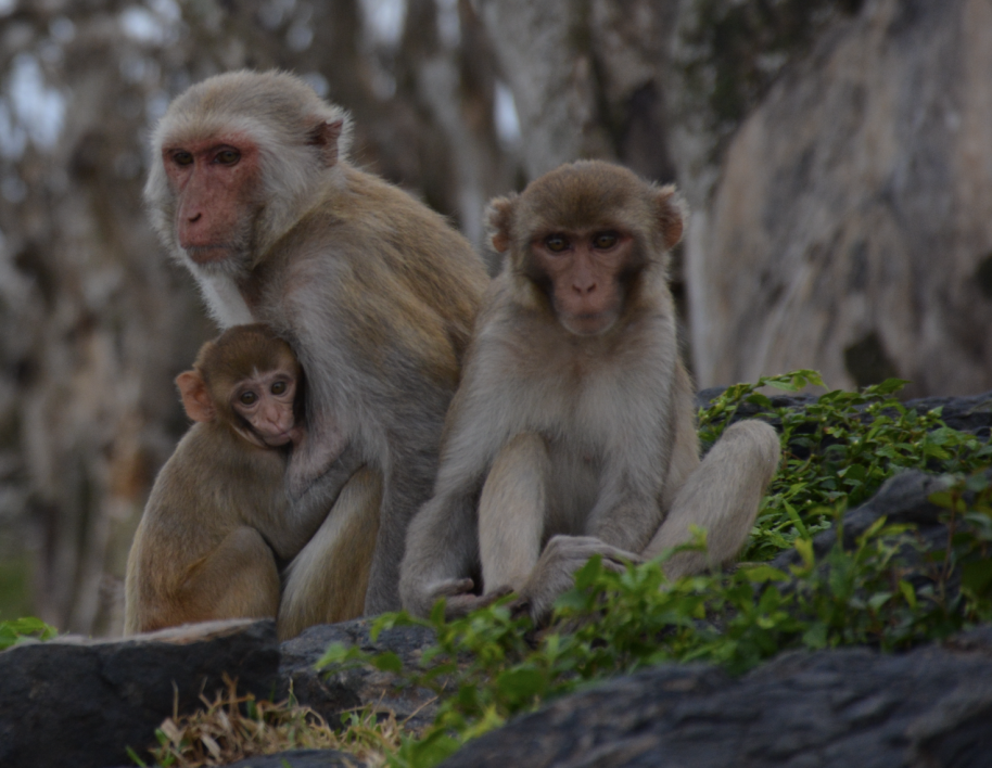 A rhesus monkey family