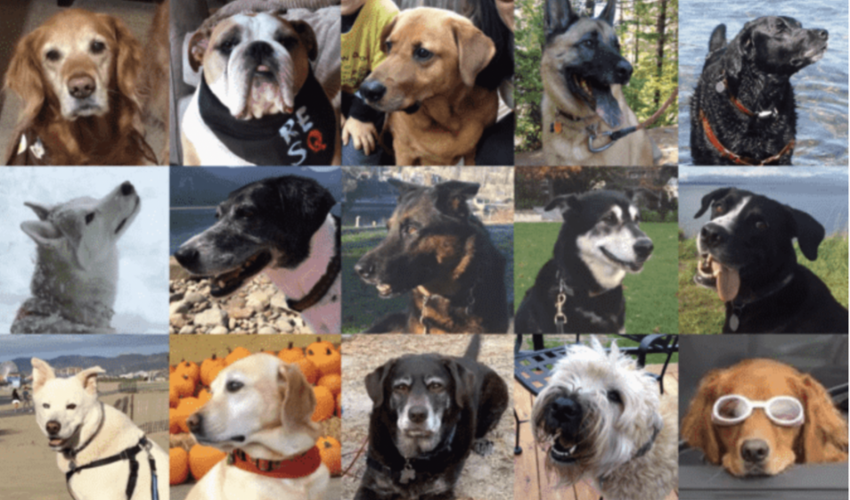 Image of several dog breeds