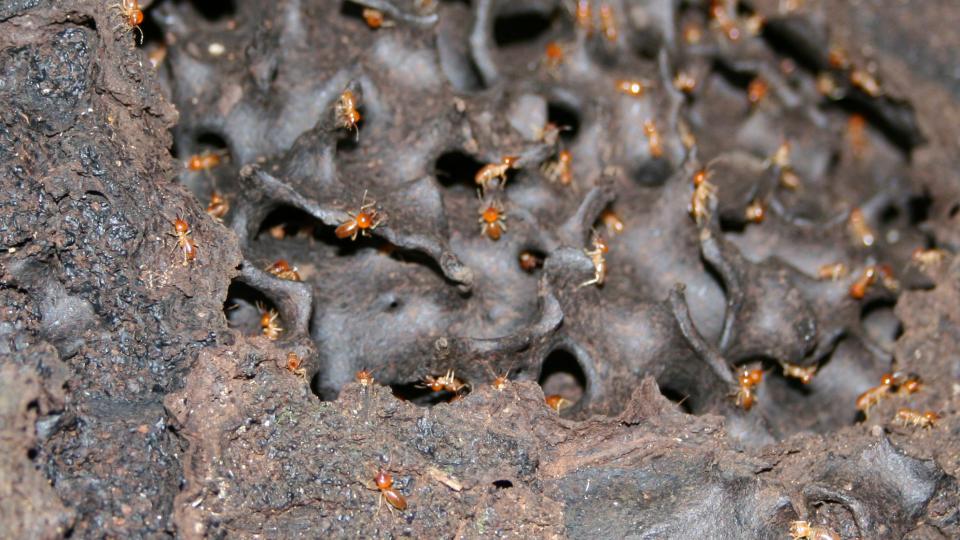 Termites in a mound