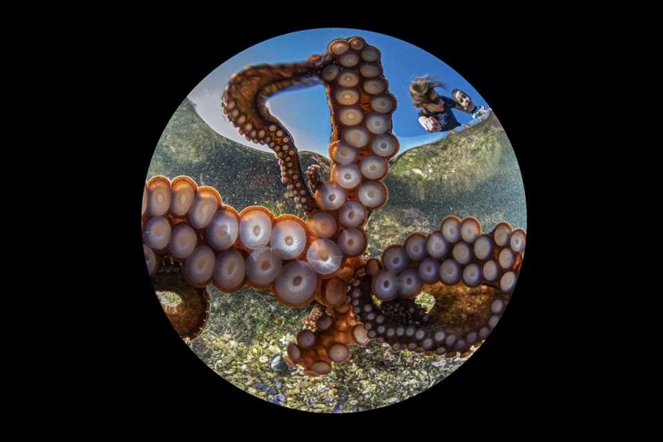 An octopus takes a selfie / Public domain image via Wikimedia Commons