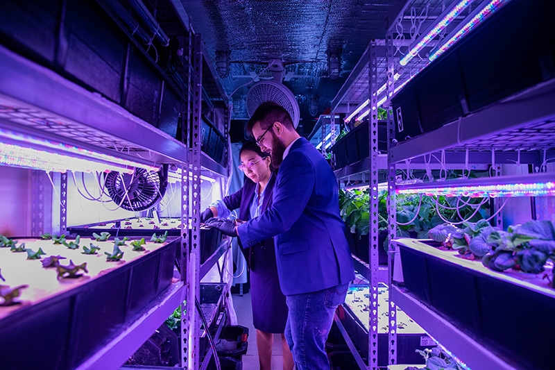 Two ASU researchers examine plant health in a vertical farm, where plants grow in white plastic containers. 
