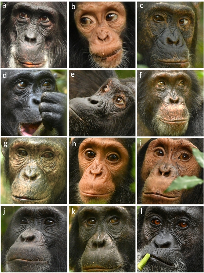 Ngogo Chimpanzees by Kevin Lee