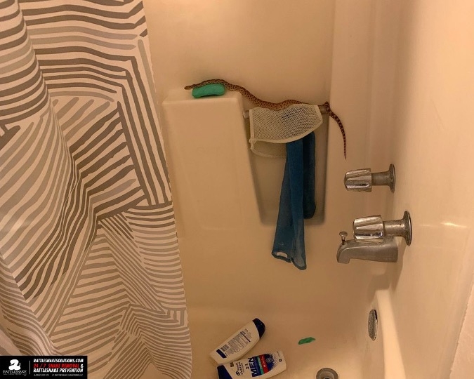 Snake in bathroom