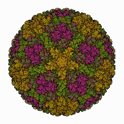 A 3D structure of the viral capsid