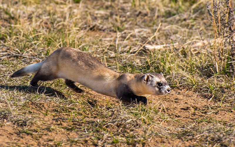 Photo of a black-footed ferret.