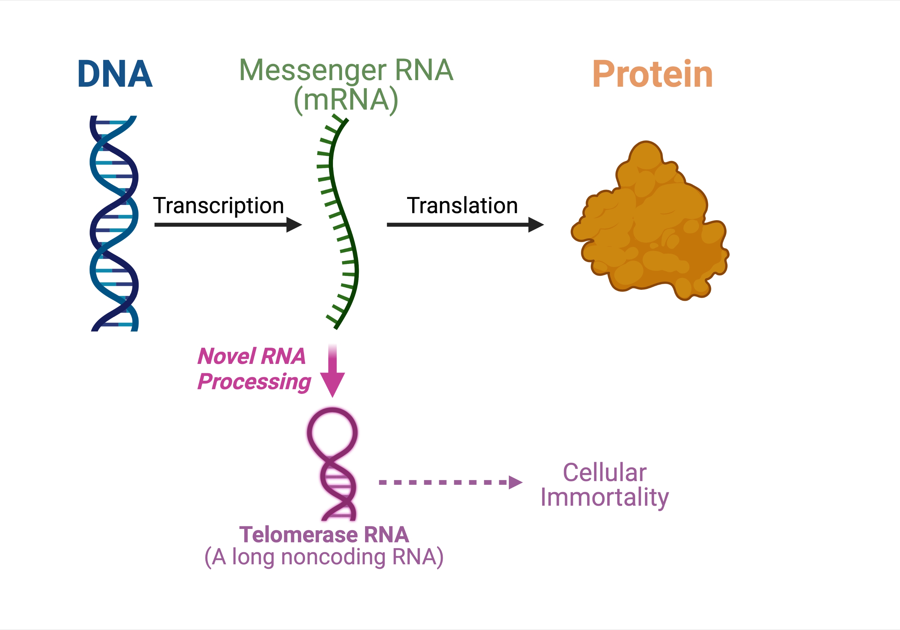 ASU Scientists Discover Dual-function Messenger RNA | Center For ...