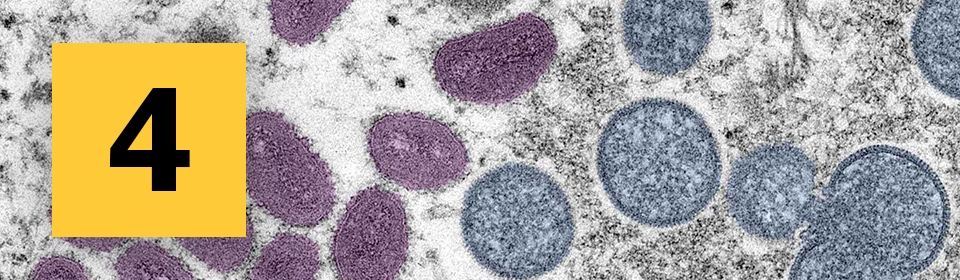 Microscopic purple ovals and blue circles of monkeypox particles.