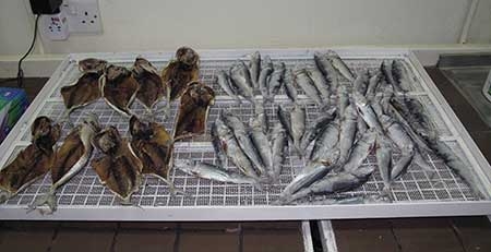Seafood specimens from the Gulf of Oman