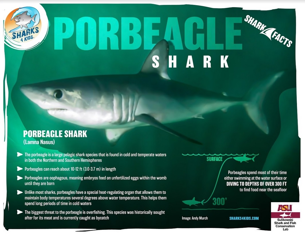 photo of a porbeagle shark overlaid with facts about the porbeagle