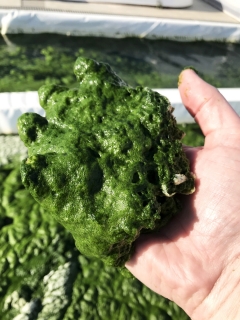 hand holding algae