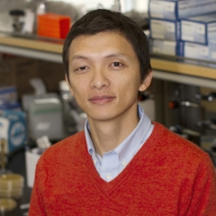 ASU Associate Profeesor of biomedcial egineering Xiao Wang