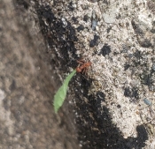 Close-up image of an ant crawling on a tree while holding a leaf.