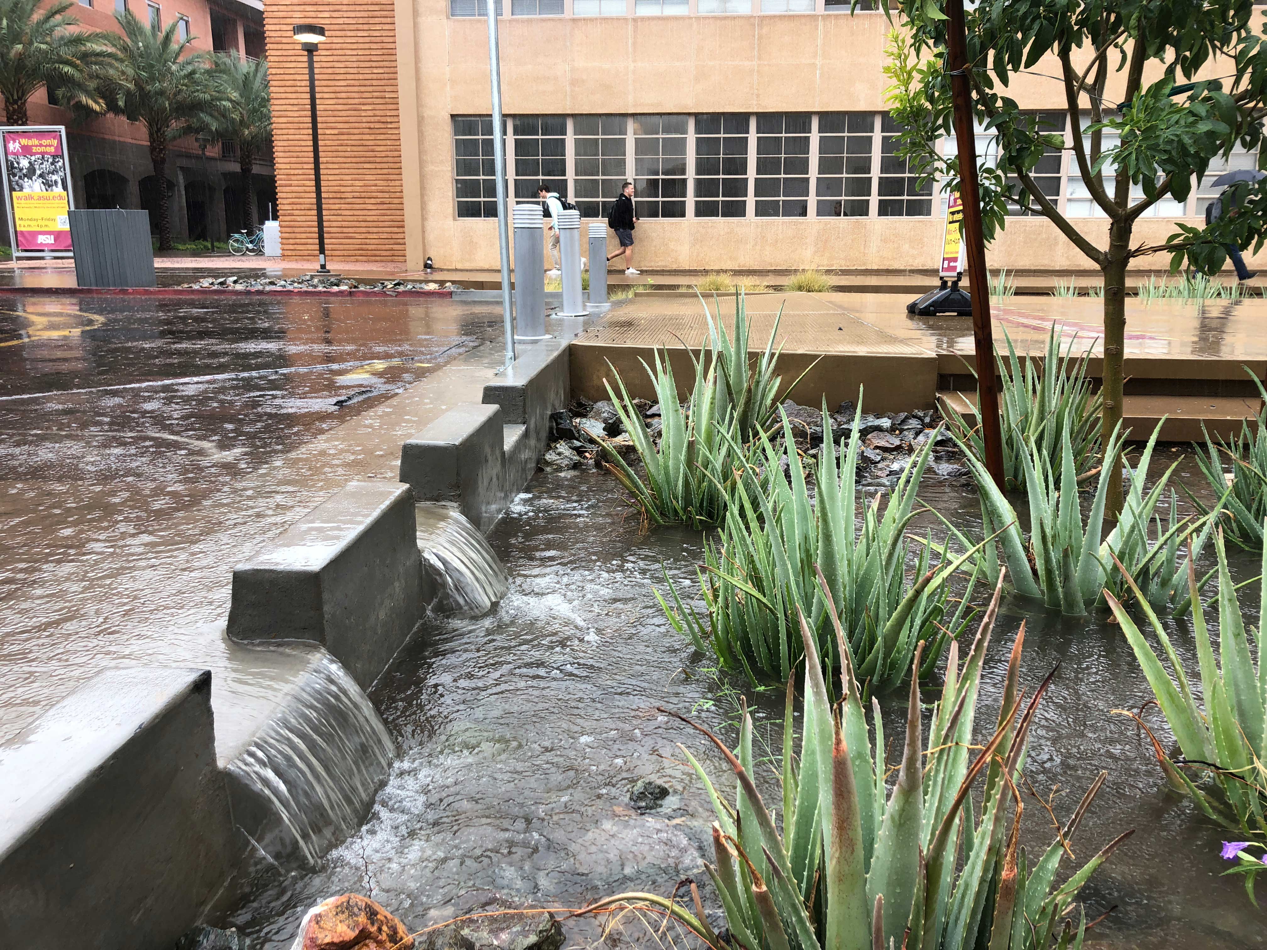 Water runs into a bioswell on ASU's Tempe campus that houses plants and rocks