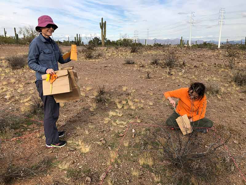 ASU prof collecting litter samples in desert
