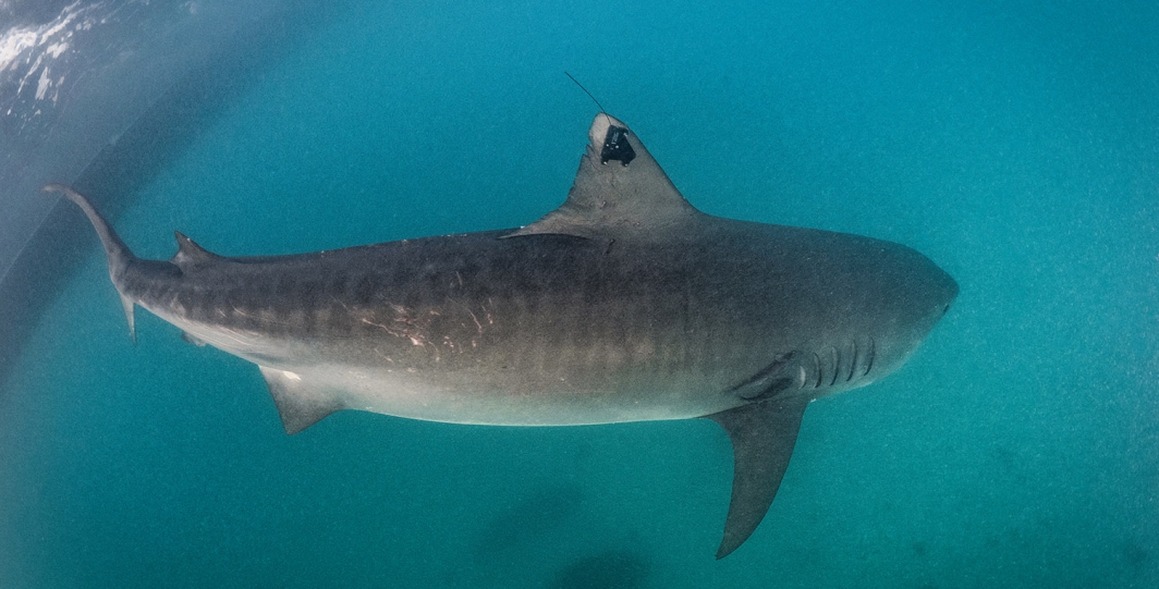 A satellite tracking tag is attached to the fin of a Tiger Shark in The Bahamas.