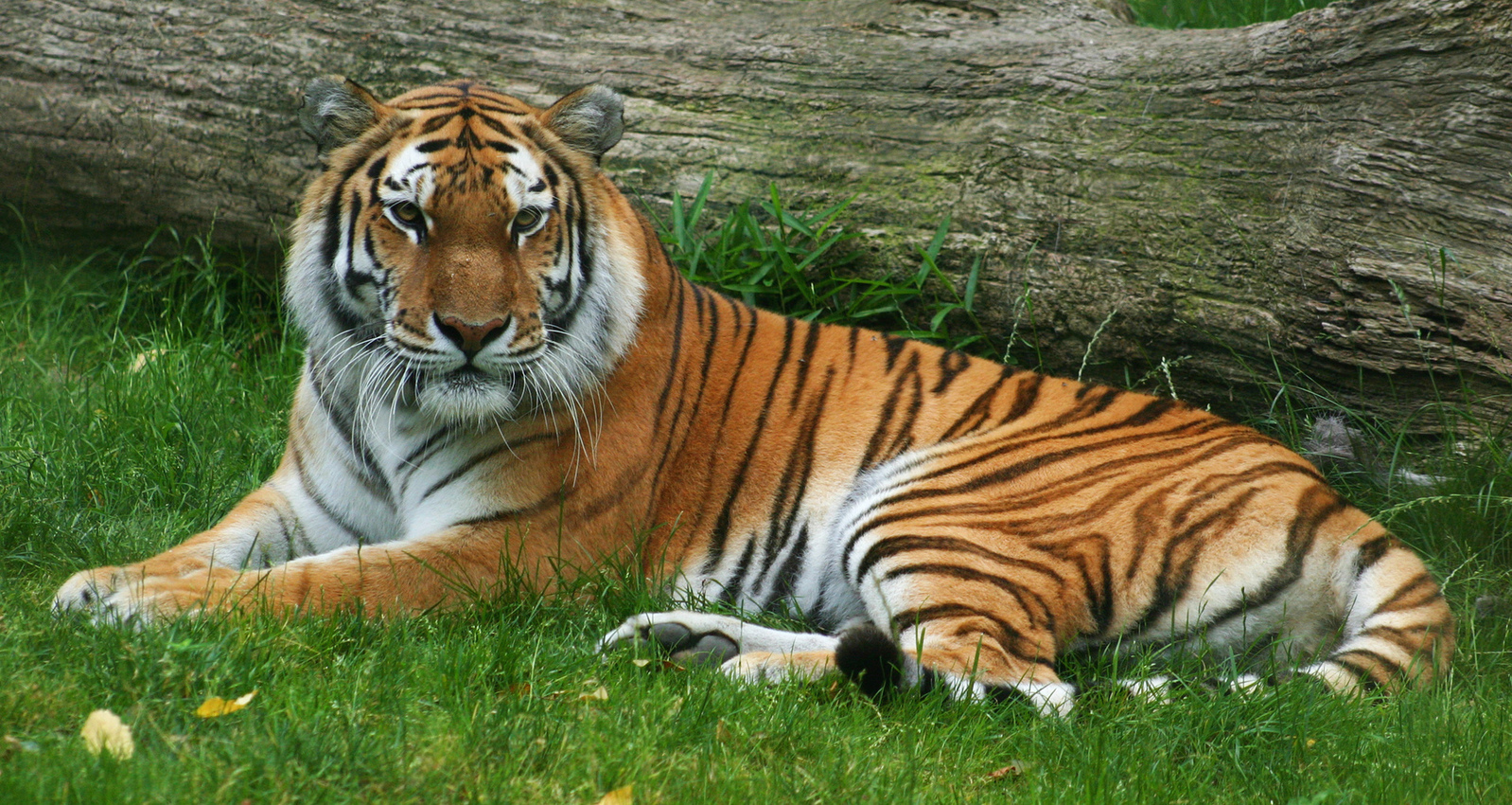 A tiger lies by a fallen log.
