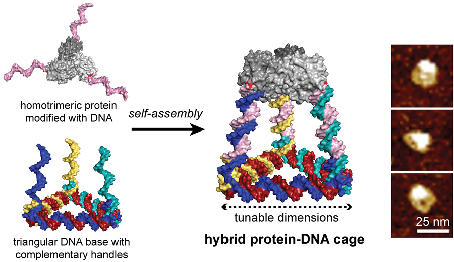 Hybrid Protein-DNA Cage