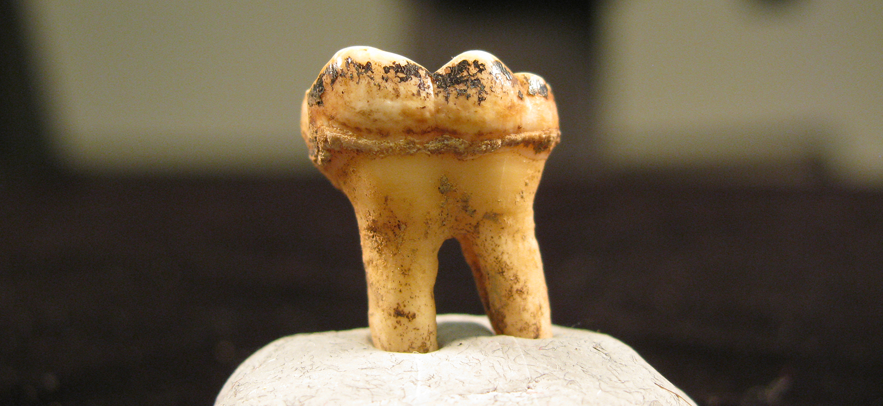 old chimpanzee teeth