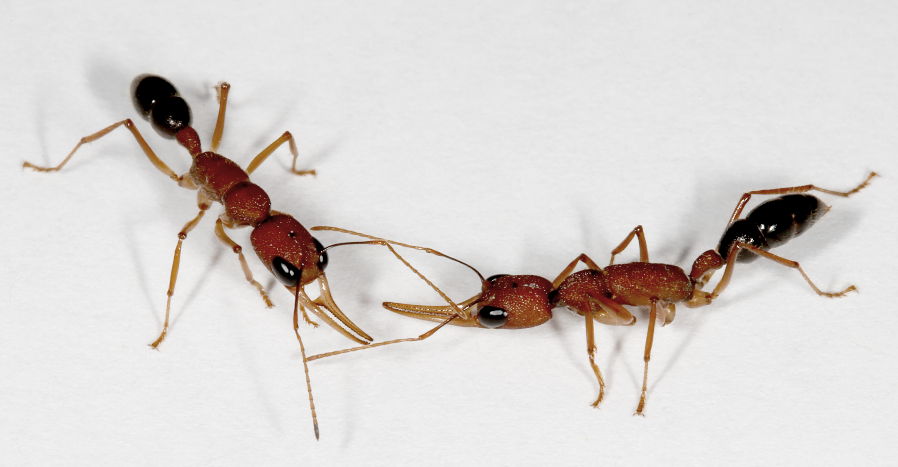 Муравьи купить озон. Харпегнатос сальтатор муравьи. Harpegnathos Saltator (салтаторы). Saltator муравей. Красный фаэтончик муравей.