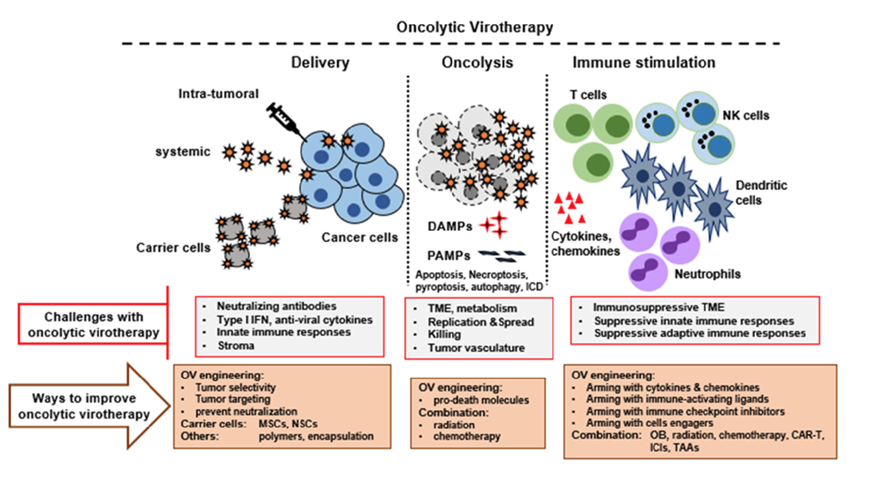 Graphic outlining the process of introducing oncolytic (cancer-killing) viruses.