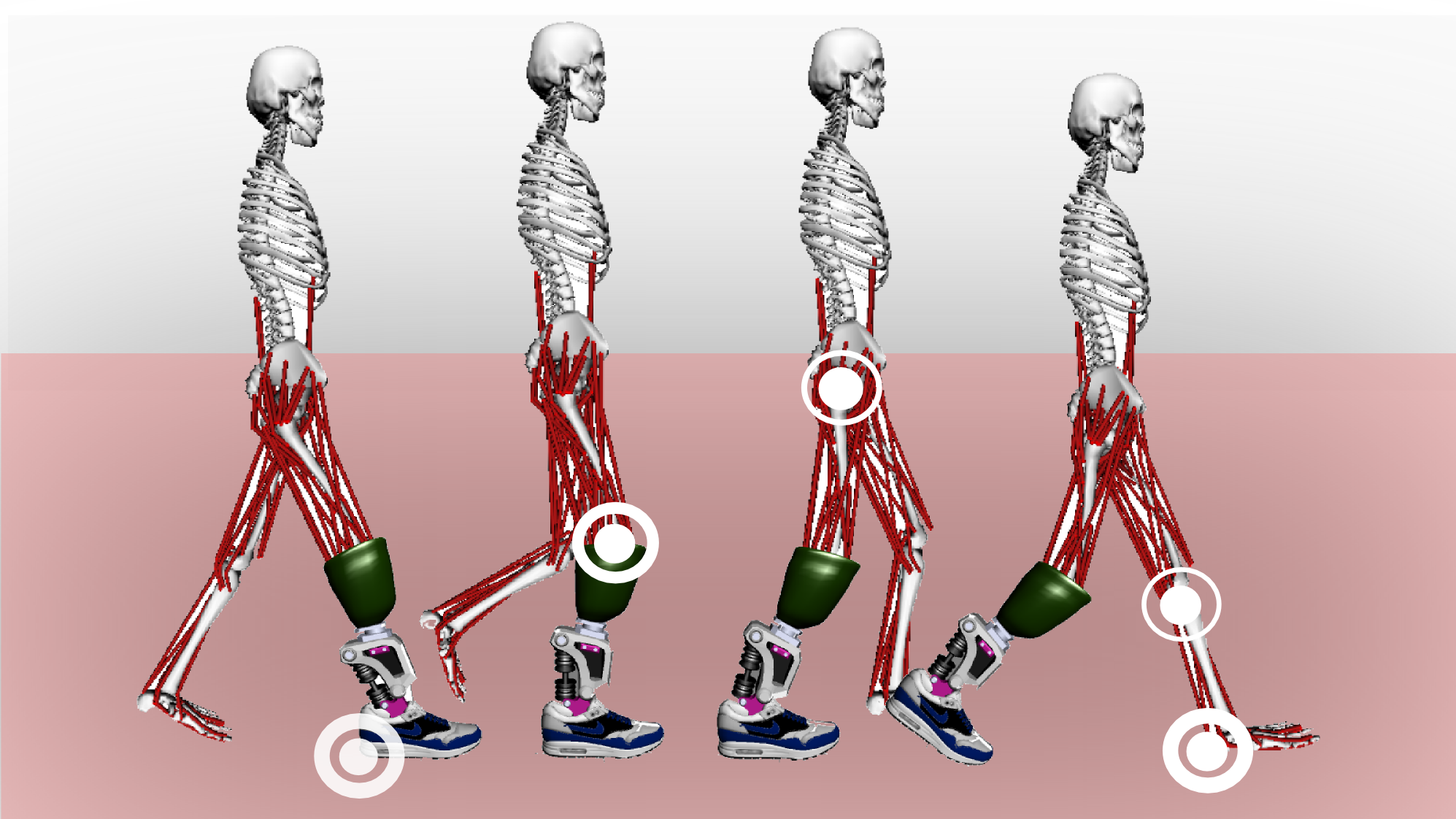 Illustration of the biomechanics of a walking gait