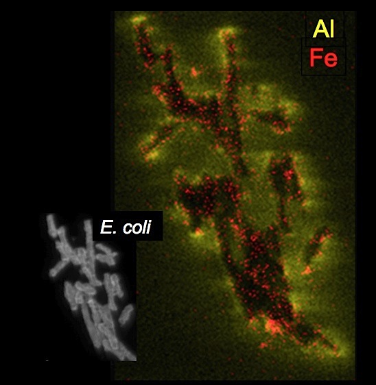 Chemically reduced iron and aluminum attack E. coli cells