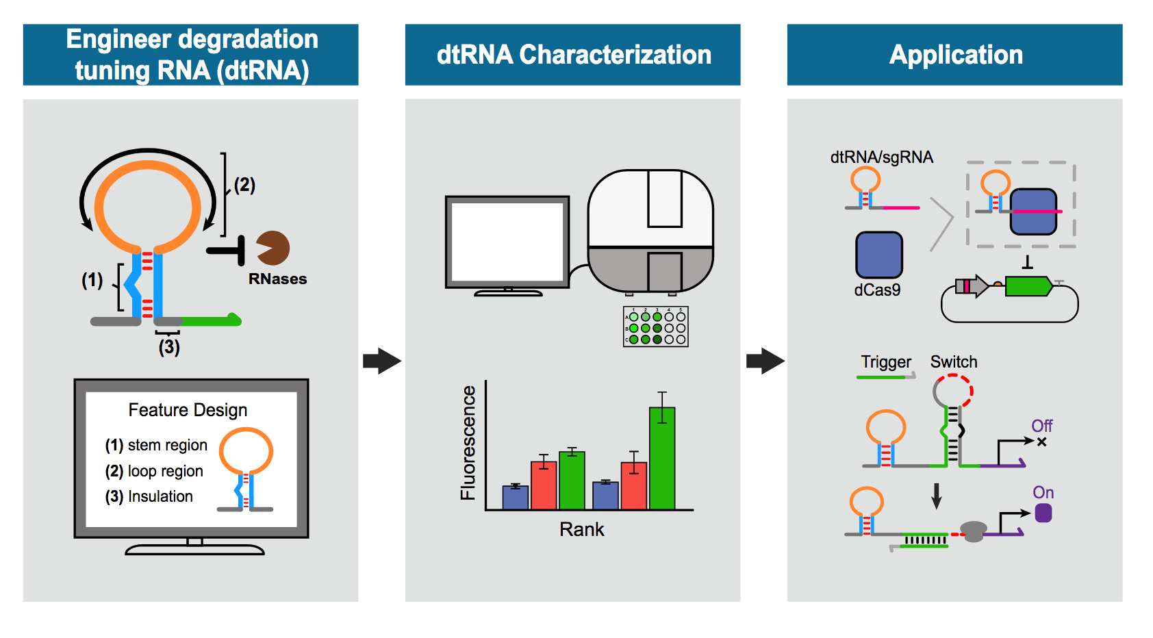 illustration shows engineering of degradation tuning RNAs by characterizing their structural features. 