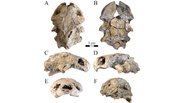 Holotype skull of the extinct mud terrapin species Pelusios awashi graphic by Brenton Adrian.