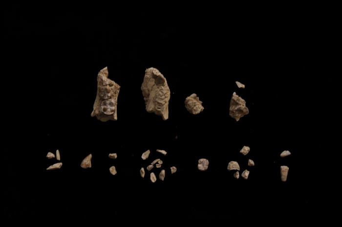 Fragments of BRT-VP-2/135 before assembly. The specimen was found in 29 pieces of which 27 of them were recovered by sifting and picking the sifted dirt. Image credit: Yohannes Haile-Selassie.